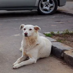 A lost dog is resting in a parking lot