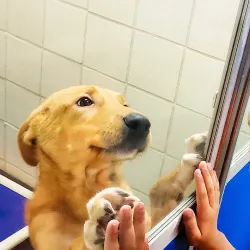 A young boy presses his hands against the glass while a dog stands up and presses its paws against the other side.