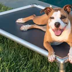 Donating dog outlet beds