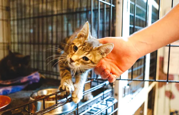 Adopt a cat  Animal Humane Society